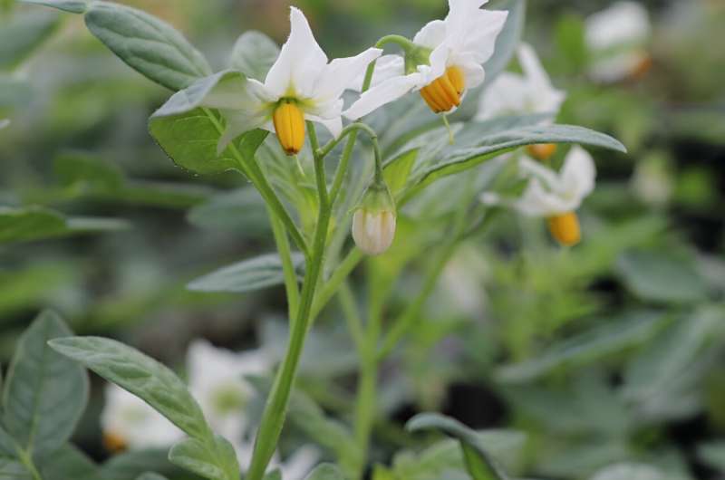 Genetics reveal ancient trade routes of Four Corners potato