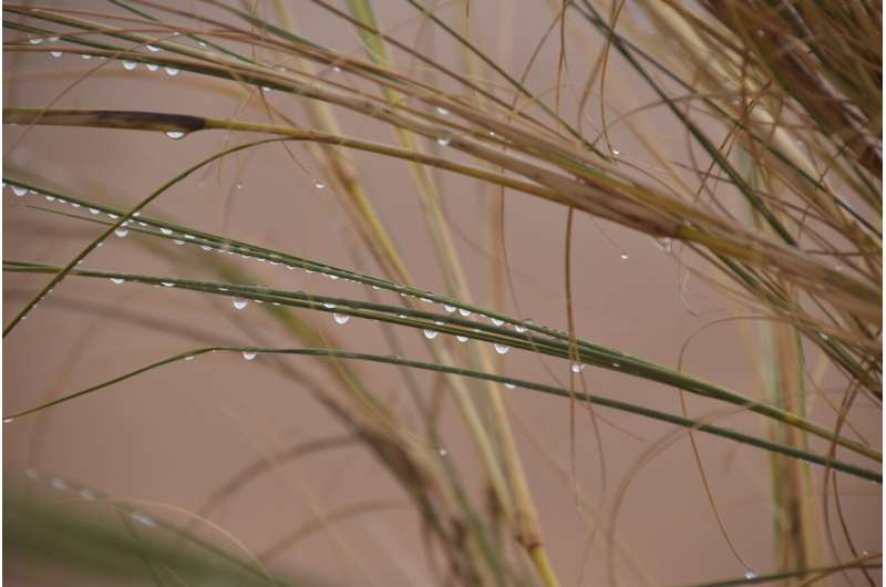 Grasses in the Fog: Plants Support Life in the Desert