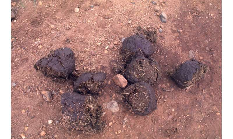 Denver Museum of Nature & Science scientist unveils study: One elephant supports 2 million dung beetles in east African savannas