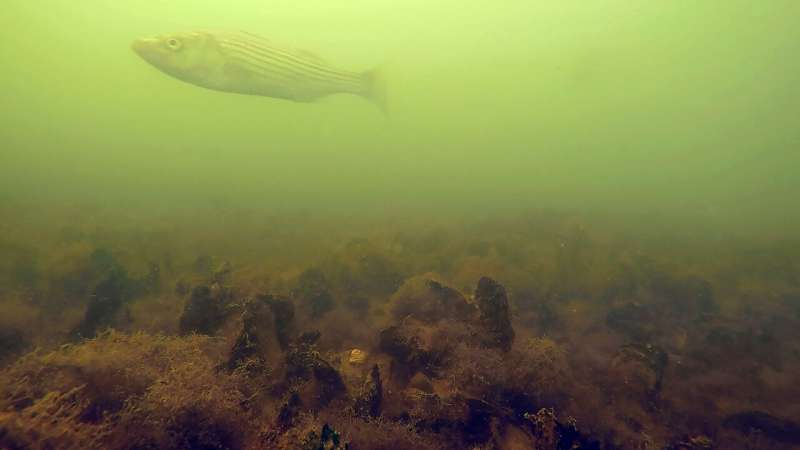 Restored oyster sanctuaries host more marine life