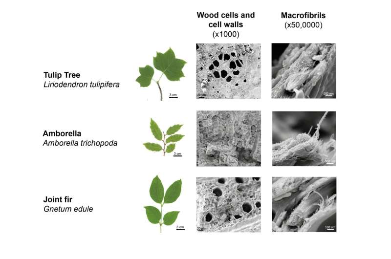 Scientists discover entirely new wood type that could be highly efficient at carbon storage