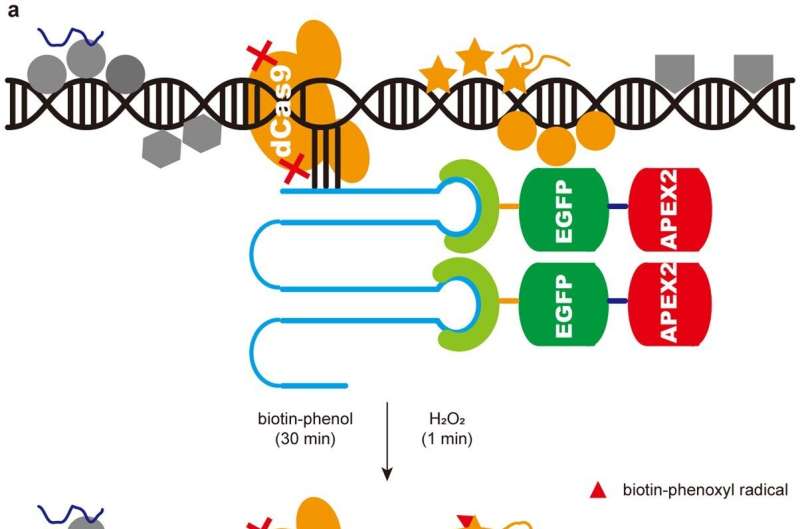 Scientists uncover conserved mechanism of pericentric heterochromatin initiation in vertebrates