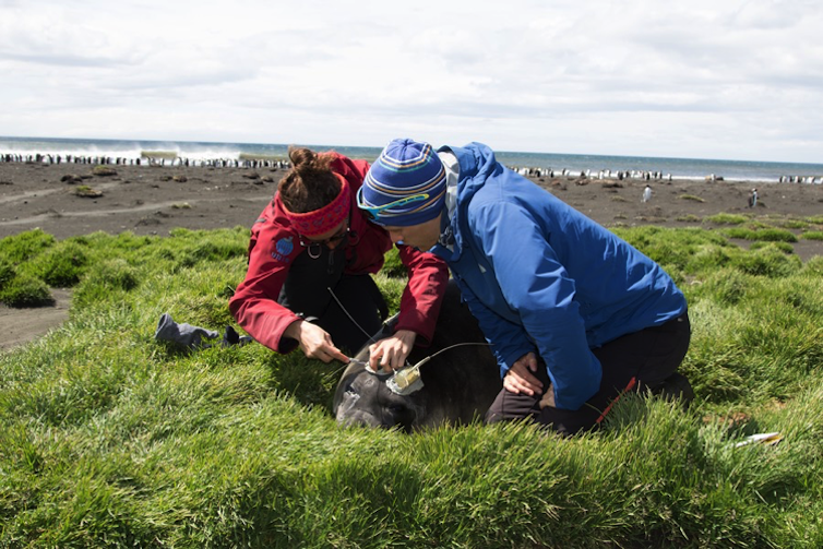 Two people kneel by a seal on grass.