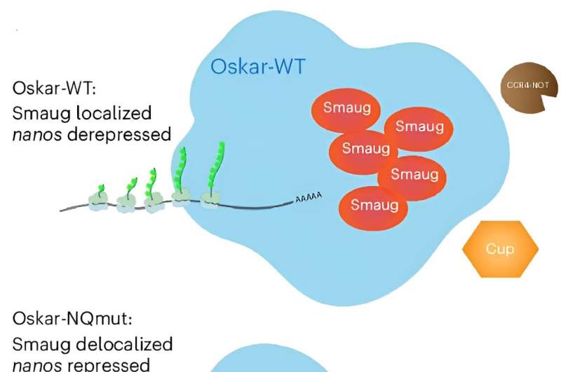 'Vaults' within germ cells offer more than safekeeping