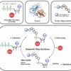 A better way to make RNA drugs: Enzymatic synthesis method expands ...