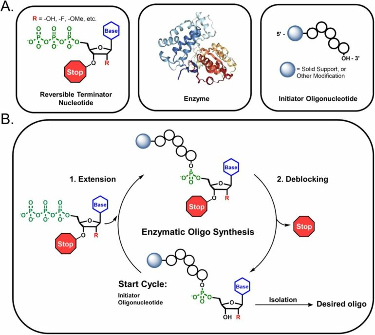 A better way to make RNA drugs: Enzymatic synthesis method expands ...