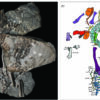 A new species of extinct crocodile relative rewrites life on the ...