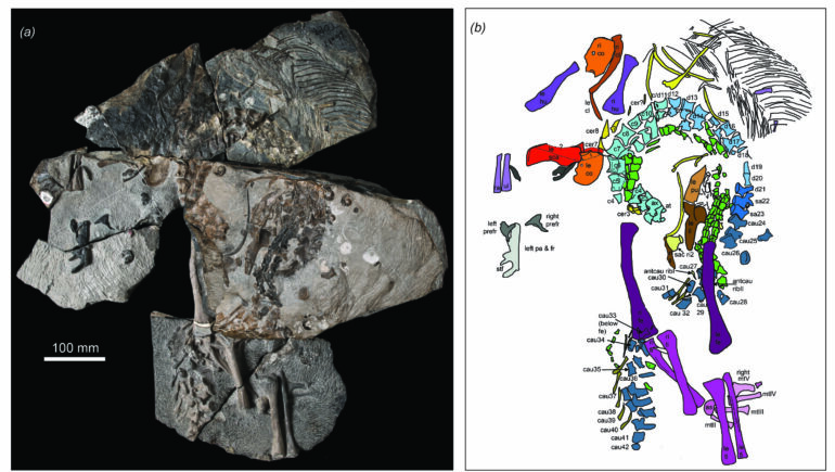 A new species of extinct crocodile relative rewrites life on the ...