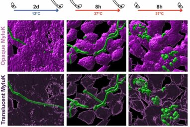 A stealth fungus has decimated North American bats, but scientists ...
