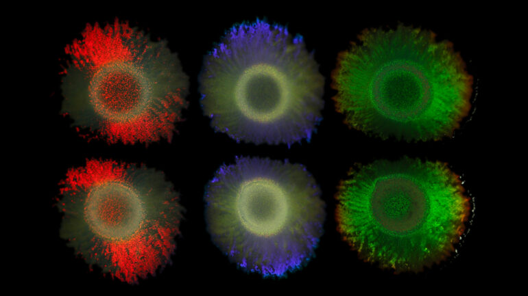 Bacterial glitter: New findings open up possibilities for ...