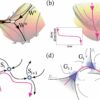 Balancing instability and robustness: New mathematical framework ...