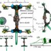 Bio-inspired lizard robot reveals what's needed for optimum locomotion