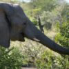 Biologists discover male elephants use infrasonic rumbles to ...