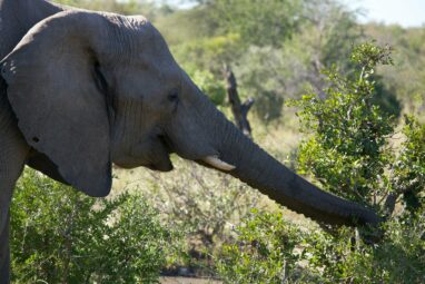 Biologists discover male elephants use infrasonic rumbles to ...