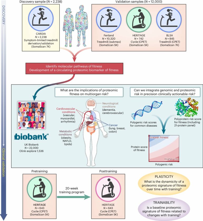 Blood test measuring protein levels could provide snapshot of ...