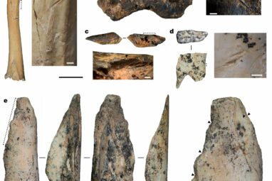 Bone remains indicate extinct humans survived on the Tibetan ...