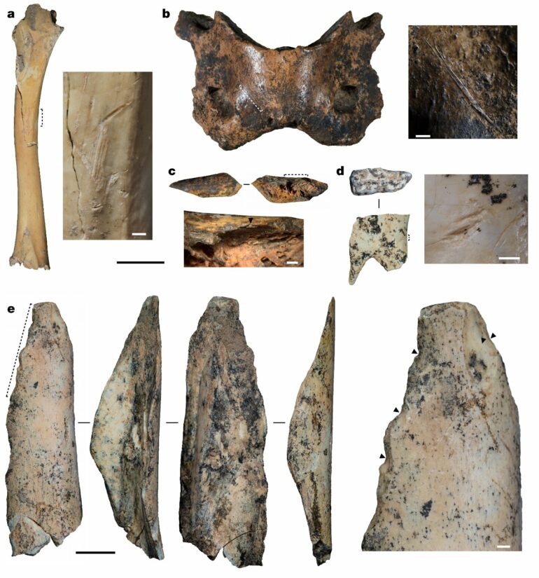 Bone remains indicate extinct humans survived on the Tibetan ...