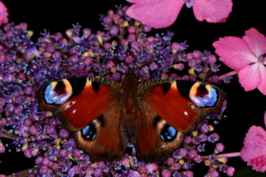 Butterflies accumulate enough static electricity to attract pollen ...