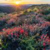 California a botanical and climate change hot spot