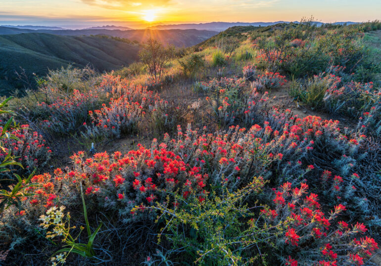 California a botanical and climate change hot spot