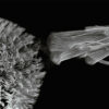 Carpets and flames: Design rules for the morphology of ciliated organs