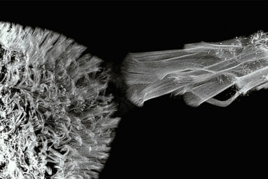 Carpets and flames: Design rules for the morphology of ciliated organs