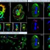 Ciliated eukaryotes study offers simple, versatile method for ...