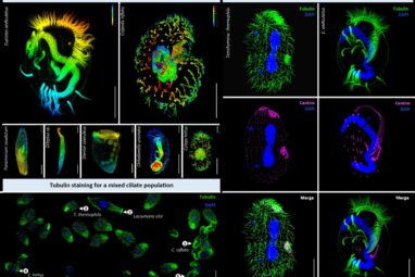 Ciliated eukaryotes study offers simple, versatile method for ...