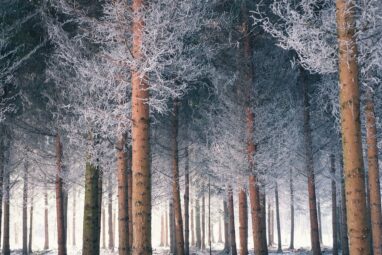 Climate change is driving tree species towards colder and wetter ...