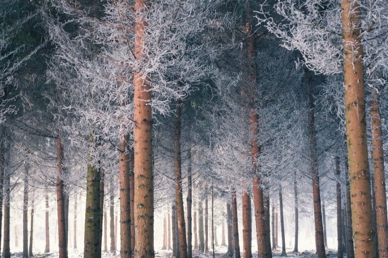 Climate change is driving tree species towards colder and wetter ...