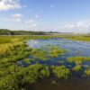 Climate change will disrupt inland wetlands in North America ...