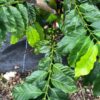 Climate-smart coffee: Researchers explore Robusta coffee as ...