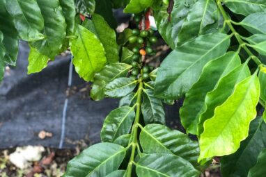 Climate-smart coffee: Researchers explore Robusta coffee as ...