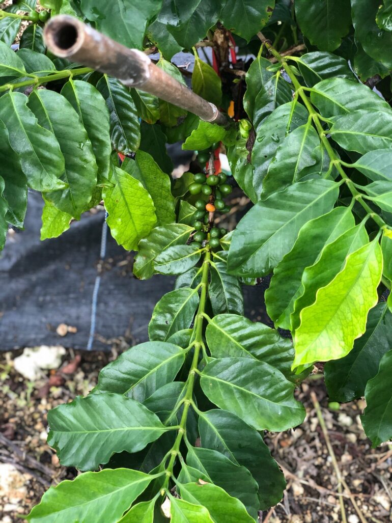 Climate-smart coffee: Researchers explore Robusta coffee as ...