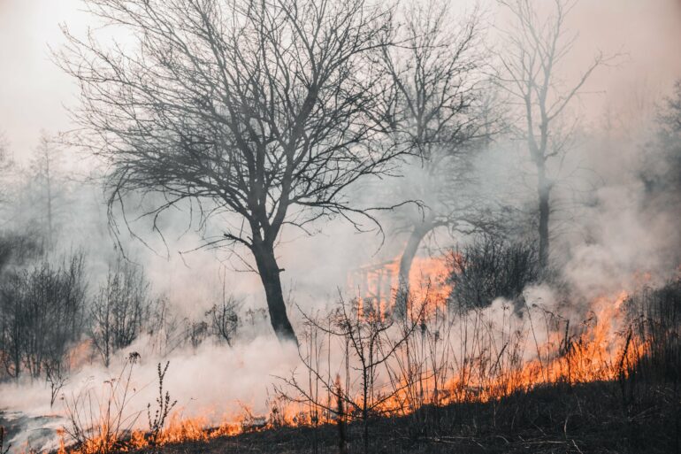 Complex impact of large wildfires on ozone layer dynamics unveiled