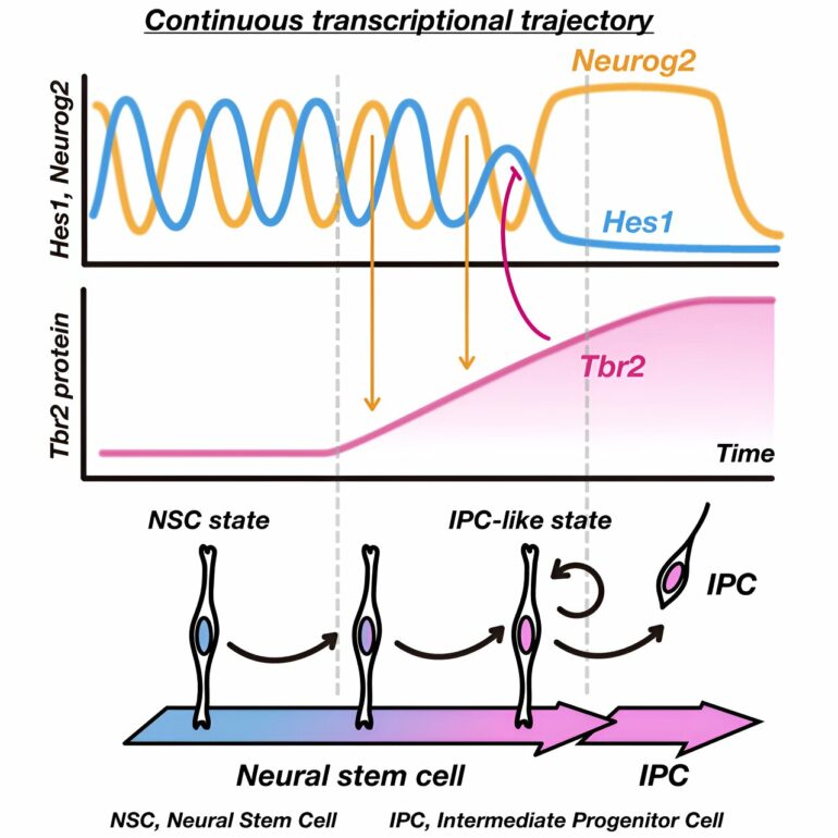 Deciphering the journey from stem cells to neurons: Study reveals ...