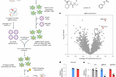 Developing new methods for targeted protein degradation