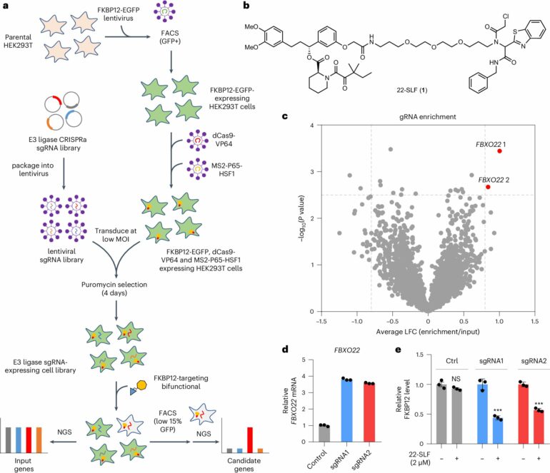 Developing new methods for targeted protein degradation