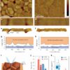 Engineers eliminate surface concavities to produce more efficient ...