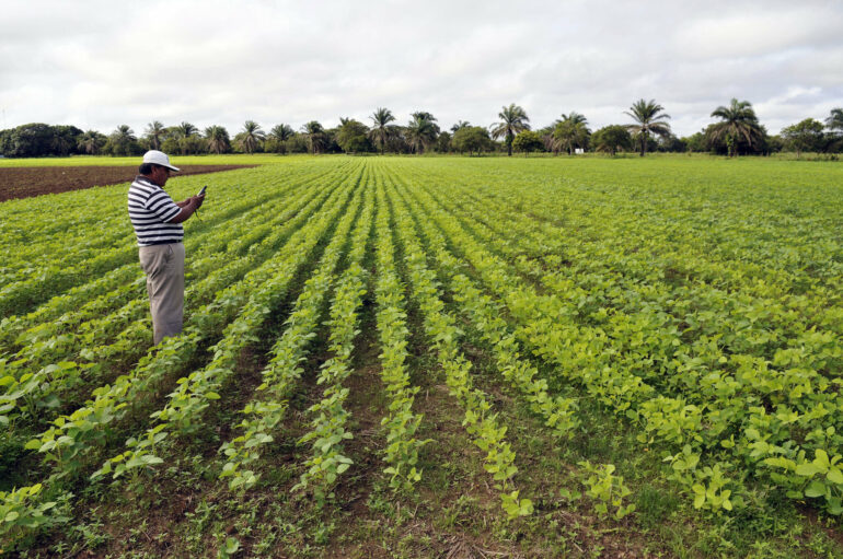 Foreign direct investments may fuel tropical deforestation