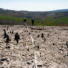 Forest carbon storage has declined across much of the Western U.S. ...