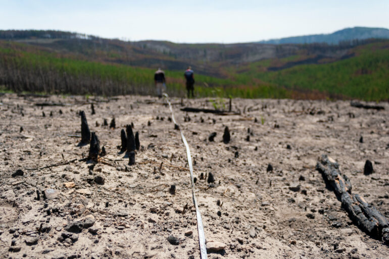 Forest carbon storage has declined across much of the Western U.S. ...