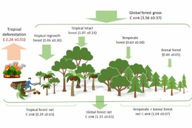 Forests endure as carbon sink despite regional pressures, new ...