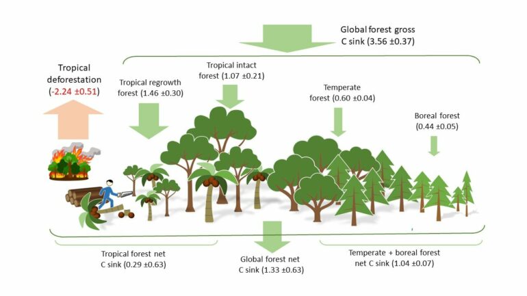 Forests endure as carbon sink despite regional pressures, new ...