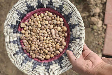 Genetics reveal ancient trade routes of Four Corners potato