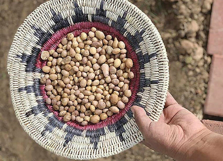 Genetics reveal ancient trade routes of Four Corners potato