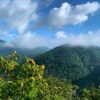 Genome study informs restoration of American chestnut tree