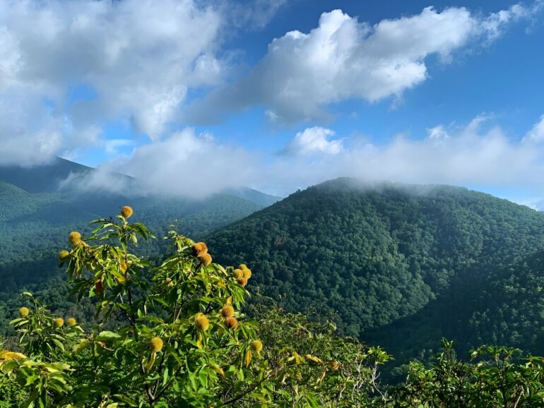 Genome study informs restoration of American chestnut tree