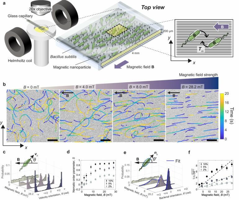 Getting bacteria into line: Physicists use magnetic fields to ...