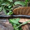 Giant millipede was lost to science for 126 years: It's just been ...